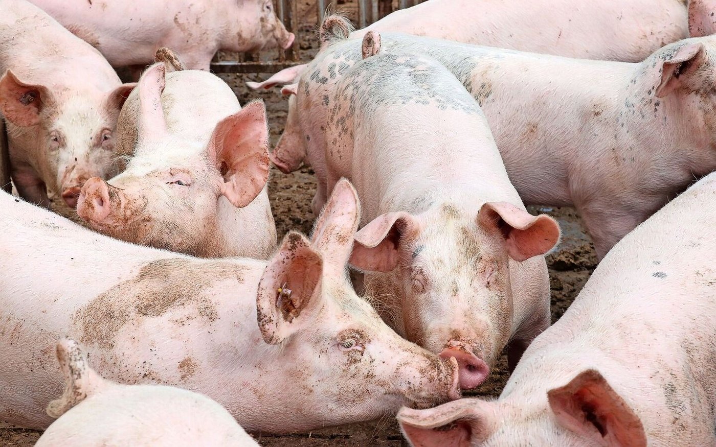 Die Betäubung von Schweinen mit Kohlendioxid zur Tötung dürfte ein Auslaufmodell werden. Es wird intensiv nach Alternativen gesucht.