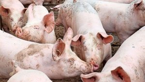 Die Betäubung von Sc Die Betäubung von Schweinen mit Kohlendioxid zur Tötung dürfte ein Auslaufmodell werden. Es wird intensiv nach Alternativen gesucht.