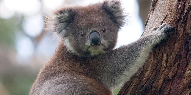 Koalas sind nicht schnell genug, um vor den Flammen zu fliehen.  (Symbolbild Photo by David Iliff / License: CC-BY-SA 3.0)