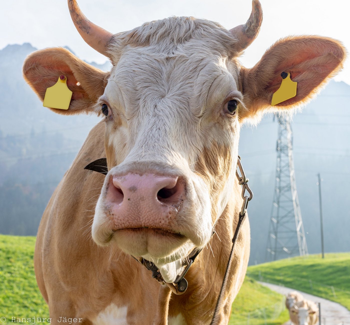 Die Past-Wiesenmilch der Migros Aare wird künftig im Simmental abgefüllt. Der Rohstoff dafür soll ebenfalls aus dieser Region kommen. (Bild hj)