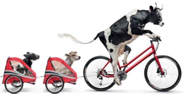 Lovely ist immer aktiv und sie kann alles: Zum Beispiel Fahrrad fahren. (Bild Swissmilk)