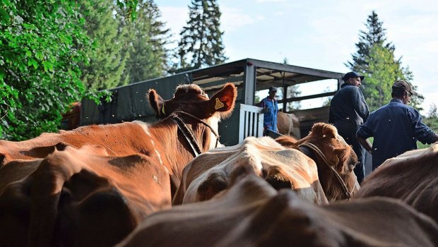 Die Rückreise der Kühe steht an. Die Herde steht am Weidetor bereit und wartet etwas ungeduldig auf das Verladen in den Viehtransporter. 