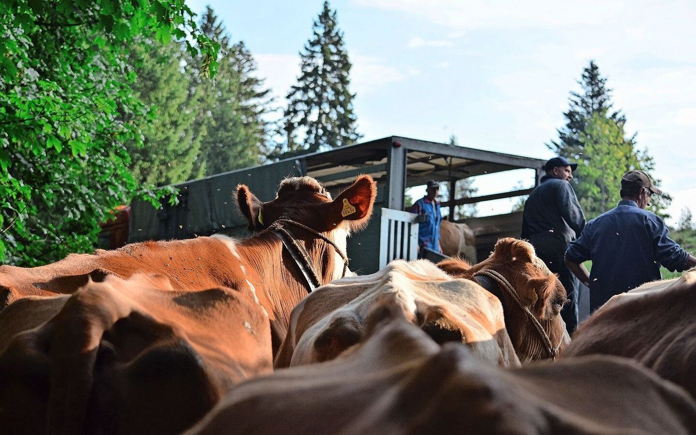 Die Rückreise der Kühe steht an. Die Herde steht am Weidetor bereit und wartet etwas ungeduldig auf das Verladen in den Viehtransporter. 