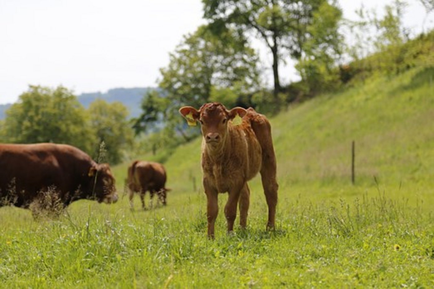 Kuhherden können gefährlich werden. (Bild Pixabay)