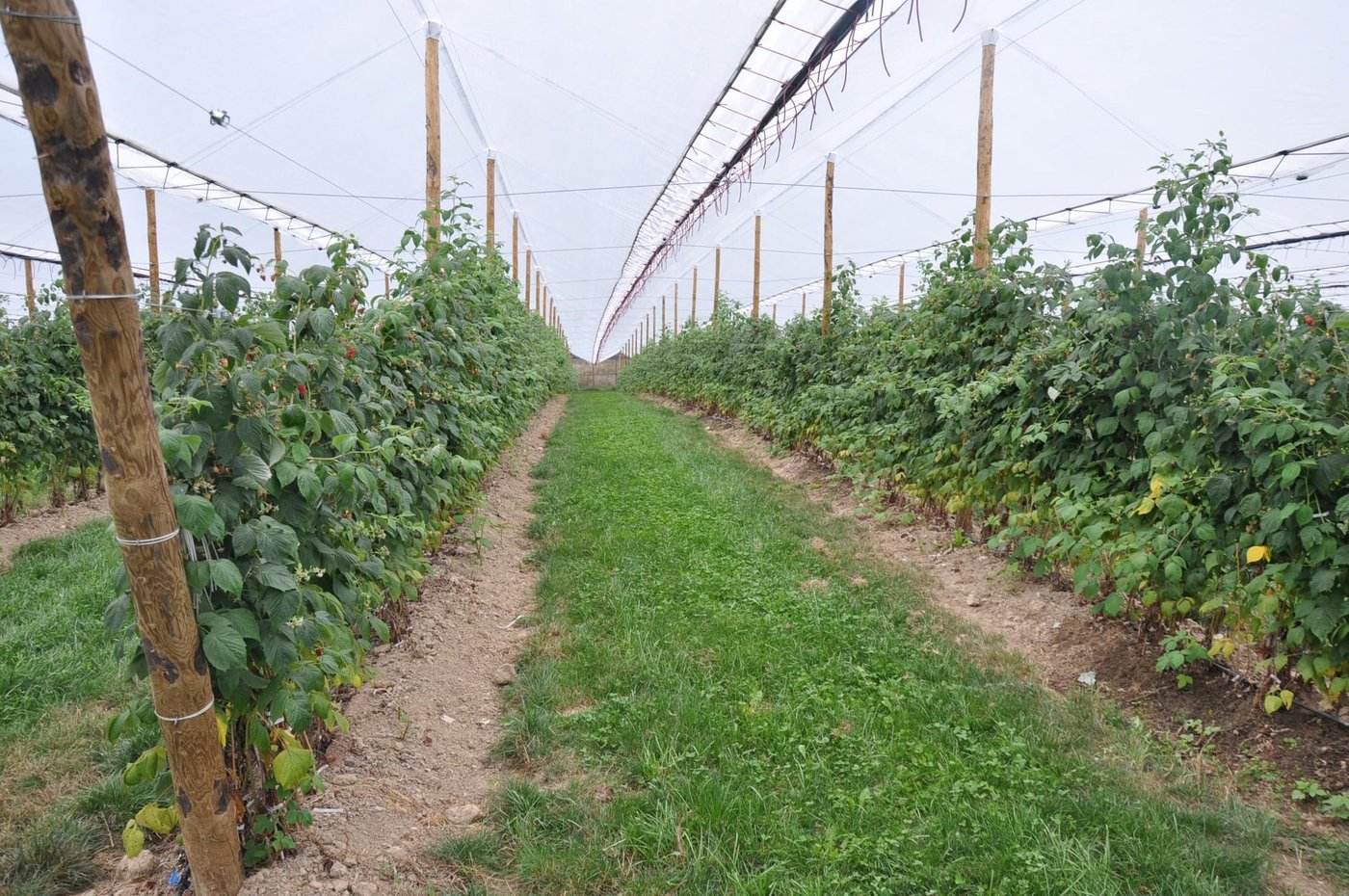 Die Beerenplantage ist mit einem Netz geschützt. Das hält zwar Vögel ab, aber nicht Diebe. (Bild Kapo SO)
