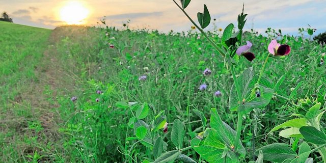 Pflanzenarten – und auch einzelne Sorten – bringen in Gründüngungsmischungen ihre einzigartigen Eigenschaften und Muster von Wurzelexsudaten mit. Letztere sind Nahrung für Mikroorganismen. 