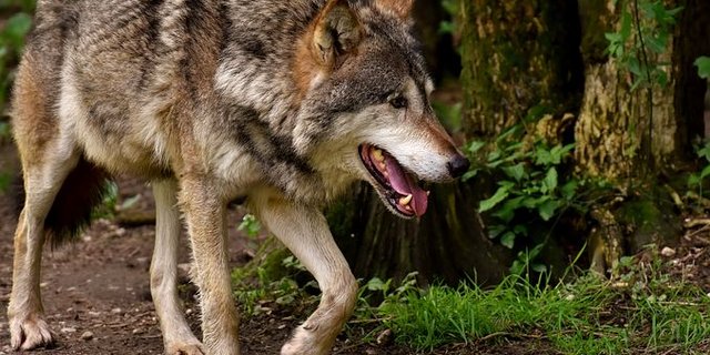 In Orsières hat ein Wolf acht Schafe gerissen. (Bild pixabay)