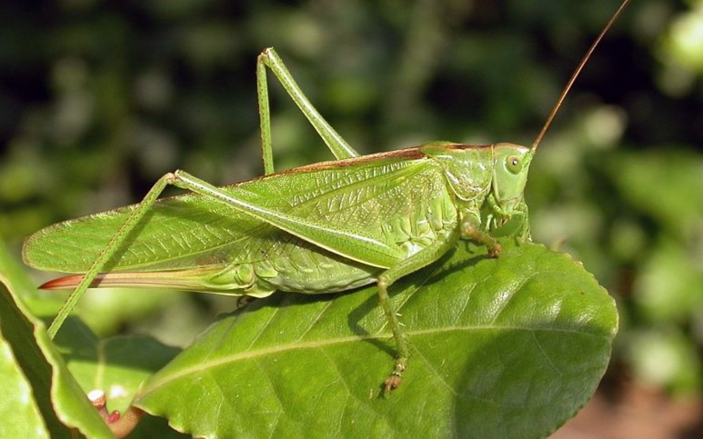Heuschrecken - wie das grüne Heupferd - oder Wildbienen profitieren von einer späteren Mahd. (Bild: Hans Geller-Grimm) 