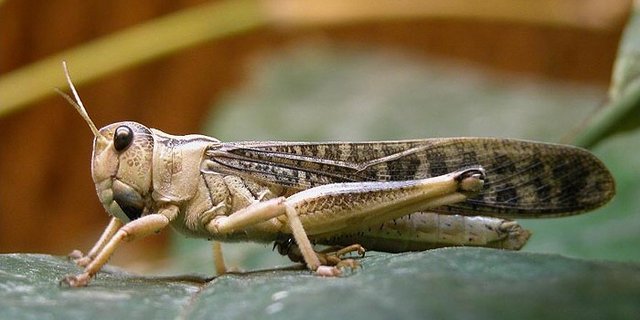 Ab kommendem 1. Mai sind  Wanderheuschrecken als Lebensmittel in der Schweiz zugelassen. (Bild tiermotive.de)