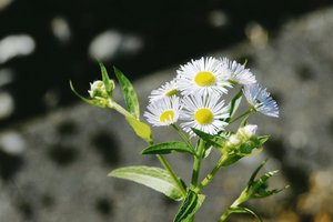 Der Neophyt Einjähriges Berufkraut ist ein Überlebenskünstler Das einjährige Berufkraut verdrängt einheimische Pflanzen und sollte jetzt ausgerissen werden. (Bild zVg)