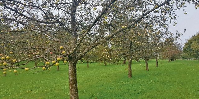 Ein typisches Bild für die Krankheit: Kahle Bäume mit reifen Äpfeln. Der entblätterte Baum kann die Früchte nicht mehr versorgen und sie reifen nicht mehr ganz aus. (Bild: FiBL, Andreas Häseli)
