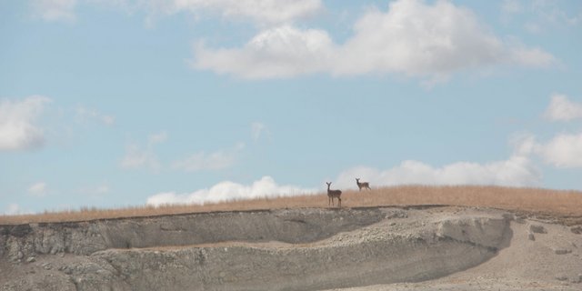 Der Erlös aus Hirschprodukten steigt in Neuseeland seit 1960. Bild: Eveline Dudda