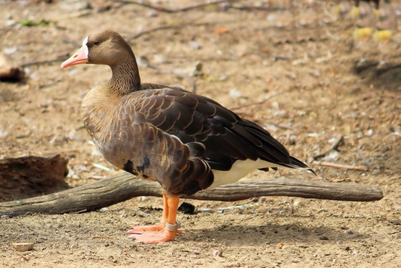 Die Bundeslandwirtschaftsministerin appelliert an Geflügelhalter, verstärkt auf die Biosicherheit zu achten. (Symbolbild Pixabay)