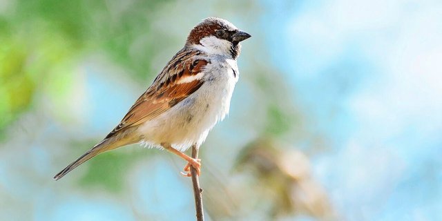 Der Haussperling kommt nördlich der Alpen in praktisch jeder Siedlung vor. Bei Hitze, wie sie dieser Tage herrscht, sind alle Vögel dankbar für eine saubere Wasserstelle zum Trinken und Baden.