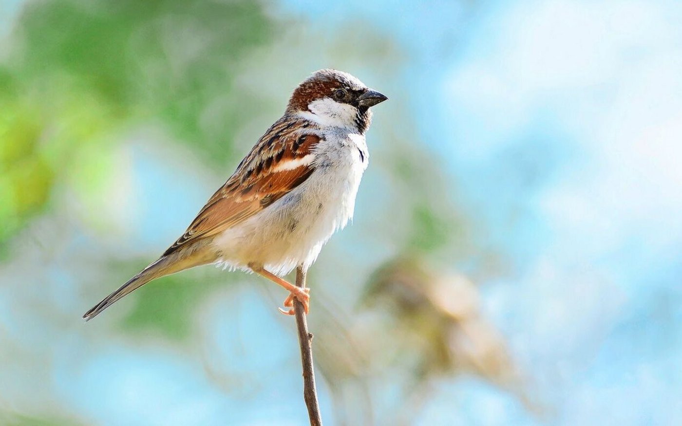 Der Haussperling kommt nördlich der Alpen in praktisch jeder Siedlung vor. Bei Hitze, wie sie dieser Tage herrscht, sind alle Vögel dankbar für eine saubere Wasserstelle zum Trinken und Baden.