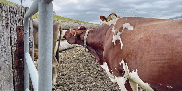 Lange Gesichter müssen bei Veterinärkontrollen nicht sein: Die Anforderungen haben in letzter Zeit kaum geändert.