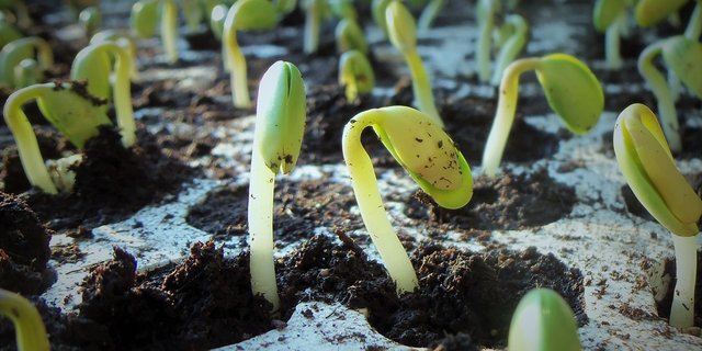 Der EU-Futtermittelverband ist für eine Verstärkung der Sojaimporte. (Symbolbild Pixabay)