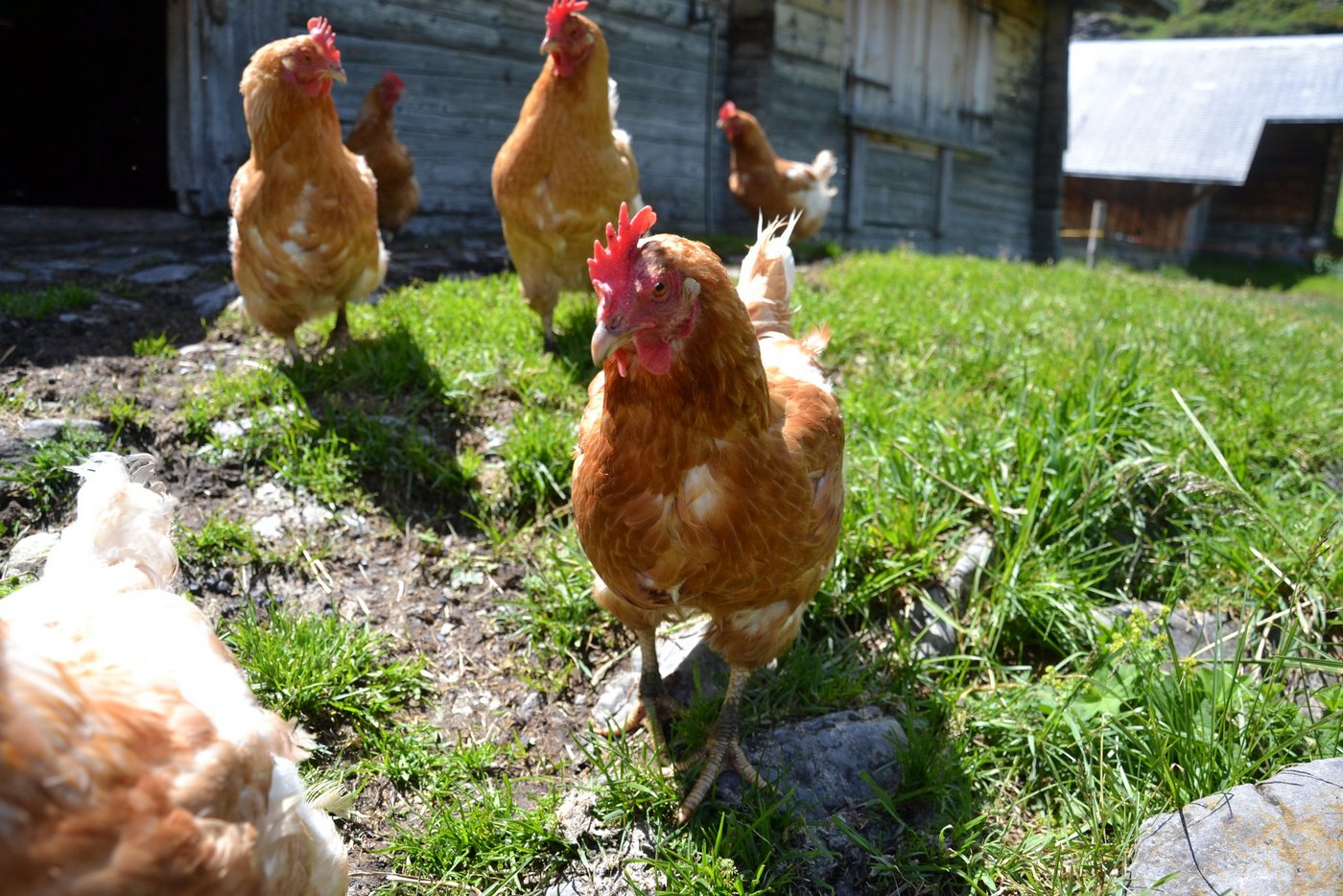 Der Radius eines Huhns in der freien Natur beträgt gegen 600 Meter. Auslauf steigert das Wohlbefinden der heutigen Hochleistungstiere. (Bild BauZ)