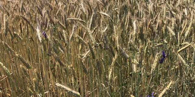 Vielerorts sind die Erträge und das Hektolitergewicht von Getreide  unterdurchschnittlich. (Bild Sera J. Hostettler)