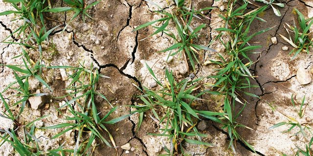 Durch späte Herbstsaaten und wenig entwickelte Bestände kam es auf Getreideparzellen durch die vielen Niederschläge oft zu verschlämmten Stellen. (Bild Silvan Schläfli)