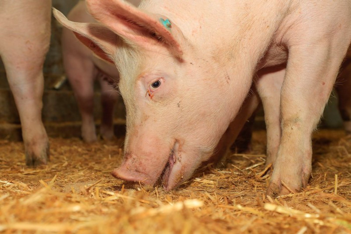Betroffen sei eine Kleinst-Haltung auf einem Biohof. (Symbolbild BauZ)