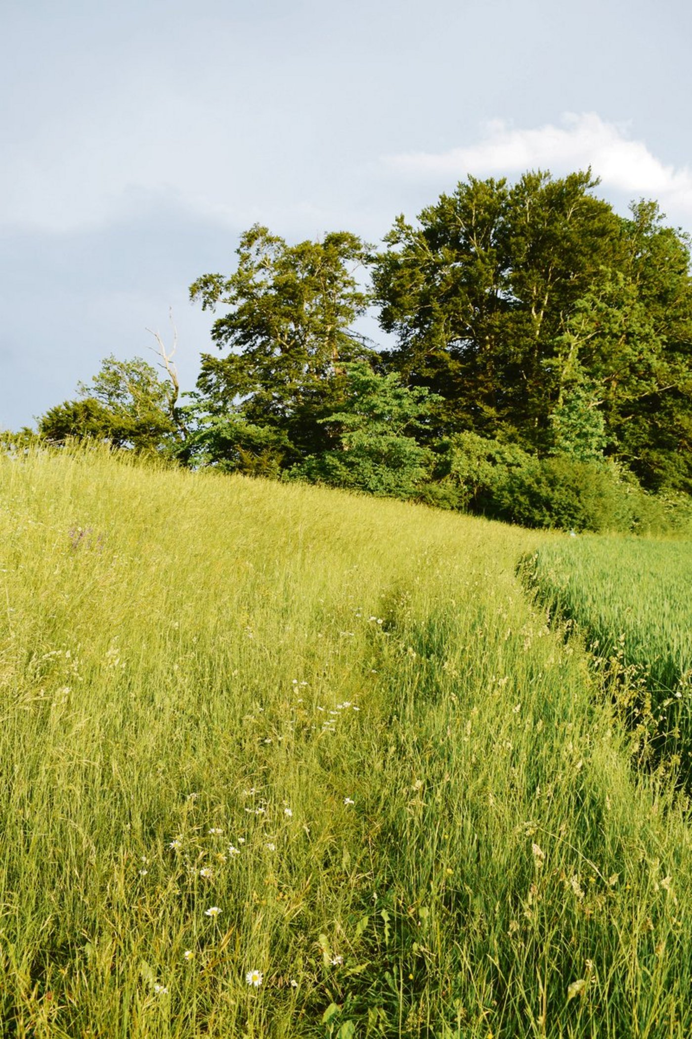 Zu jeder Hecke gehört ein Krautsaum: Hier auf dem Belpberg prägen hohe Eichenhecken das Landschaftsbild. (Bild dj)