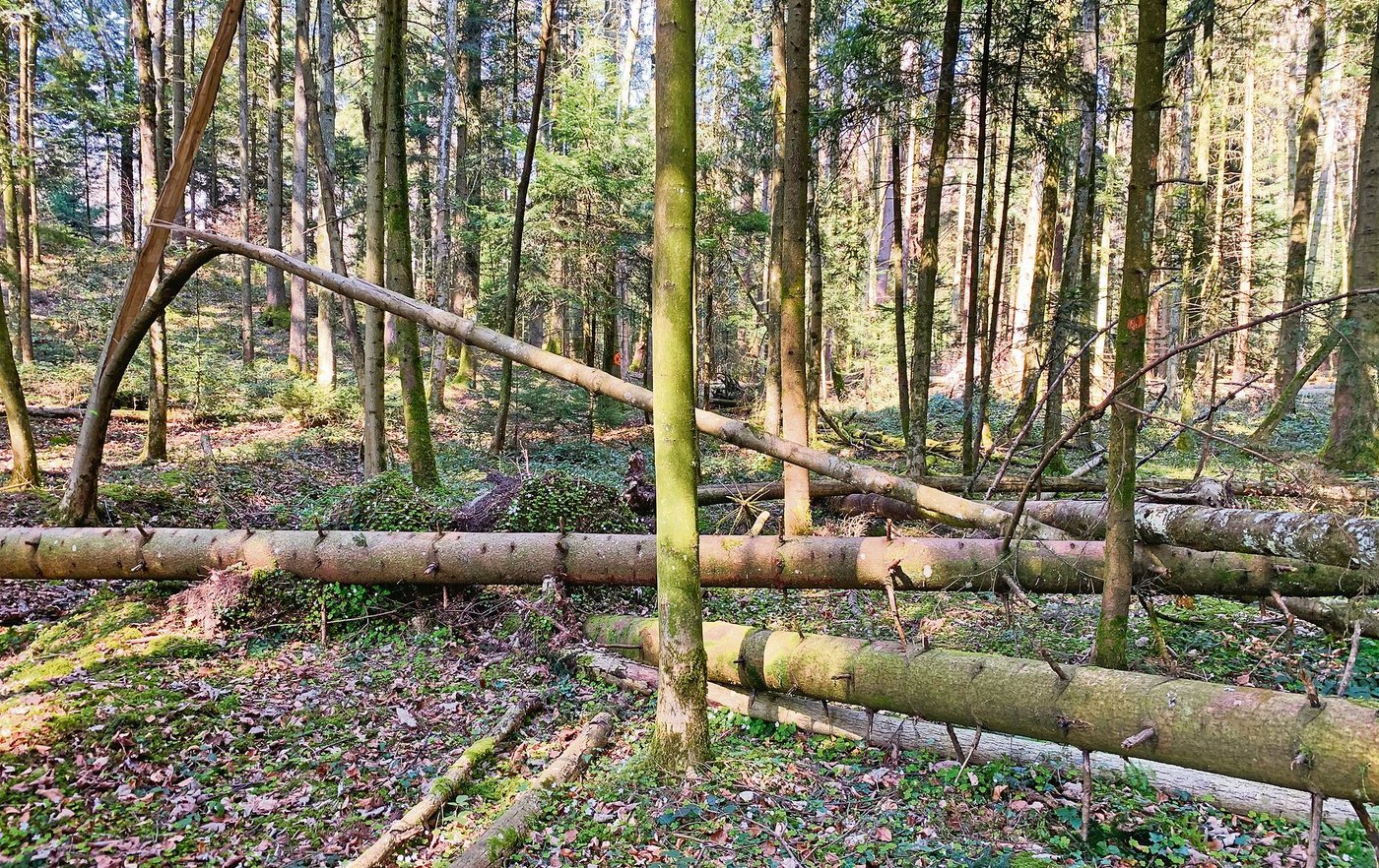 Wenn die Waldleistungen nicht besser abgegolten werden und für Holz nicht bessere Preise gelöst werden, besteht das Risiko, dass zuviel Holz in den Wäldern liegen bleibt. (Bild Josef Scherer)