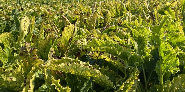 Durch die Viröse Vergilbung wird die Assimilation in den Zuckerrüben gestoppt. Darunter leidet der Ertragszuwachs. (Bild Katrin Erfurt)
