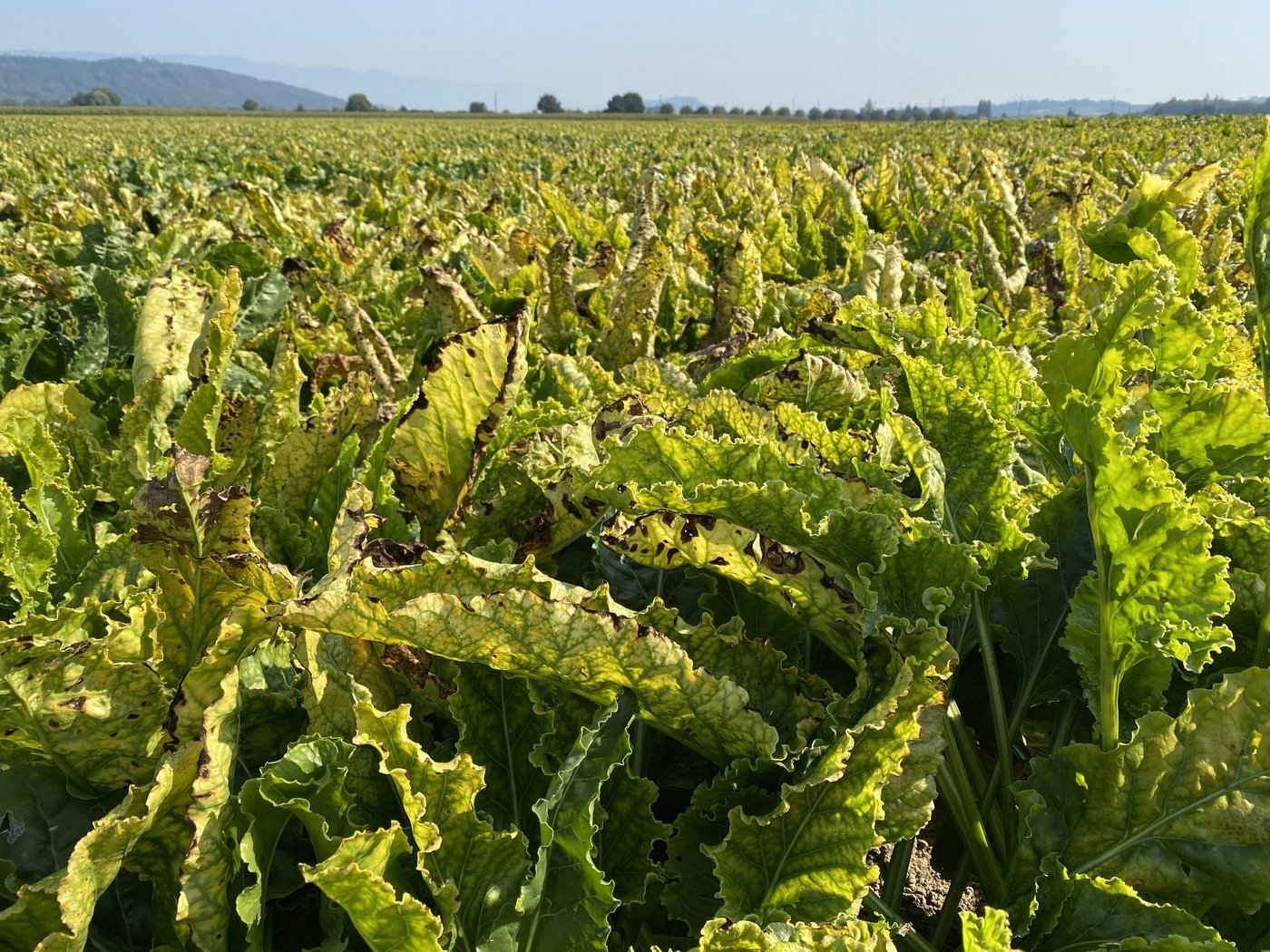 Durch die Viröse Vergilbung wird die Assimilation in den Zuckerrüben gestoppt. Darunter leidet der Ertragszuwachs. (Bild Katrin Erfurt)