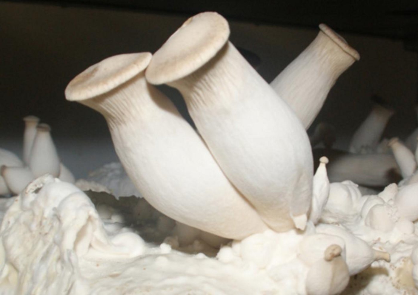 Weltweit sind über 200'000 Pilzarten bekannt. Essbar sind lediglich rund 200 Arten. (Bild ji)