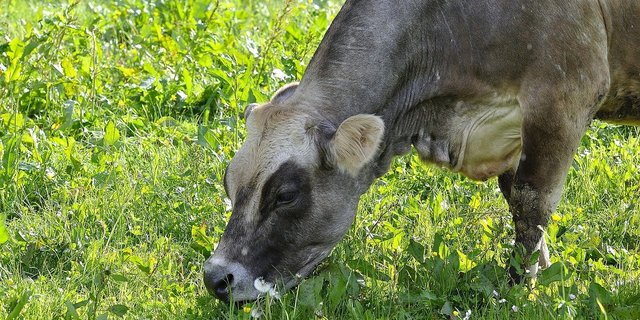 Die Erhöhung der Lebensdauer von Rindvieh gilt als guter Hebel, um die Treibhausgas-Emissionen aus der Landwirtschaft zu senken. (Bild Pezibear / Pixabay)