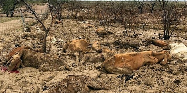 Tote Rinder in einem von den Überschwemmungen betroffenen Gebiet in der Nähe von Julia Creek im Bundesstaat Queensland. (Bild Tagesanzeiger)