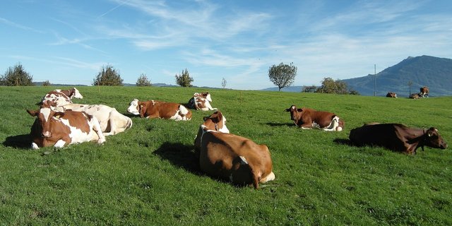 Die Schweiz ist ein Grasland. Dessen Zukunft widmet sich die Waldhoftagung. (Bild Pixabay)