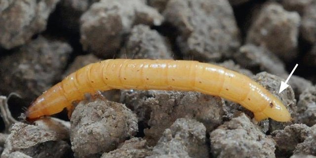 Drahtwurm: An seinem Hinterende ist ein Augenfleck (siehe Pfeil), der eigentlich eine Atemöffnung ist, erkennbar. (Bild www.kartoffel.ch)