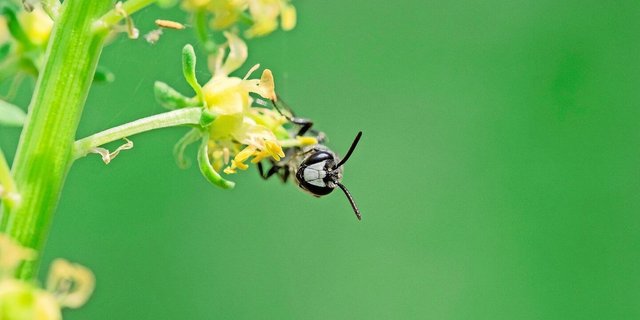 Mit weisser Maske ist die Reseden-Maskenbiene auffällig.