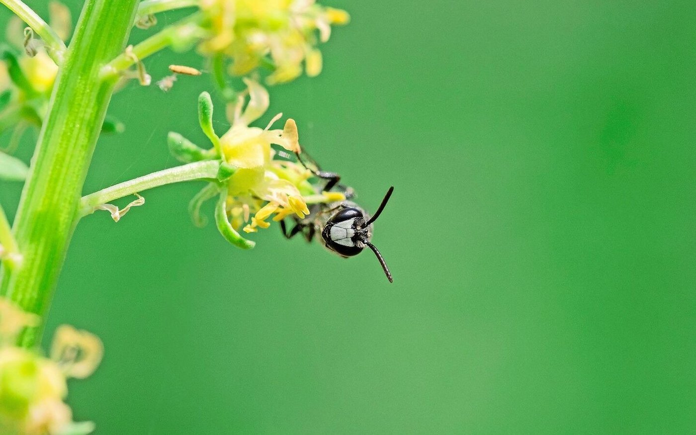 Mit weisser Maske ist die Reseden-Maskenbiene auffällig.
