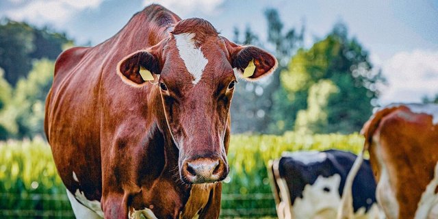 Die Kuh gilt als grosse Ernährerin und wird gleichzeitig als Klimakillerin bezeichnet. Weltweit steigt der Milchkonsum an, aber auch die Kritik an den Emissionen nimmt zu.