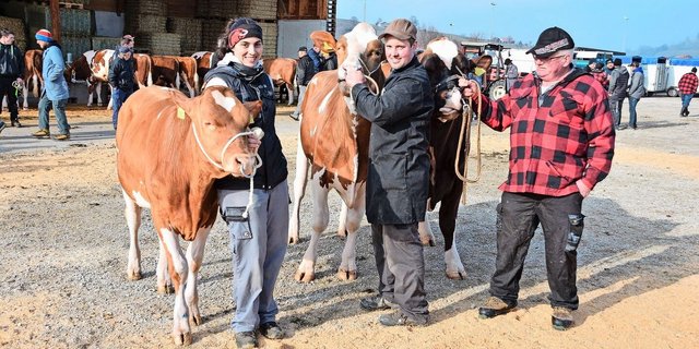 Die Misterwahl (v. l. n. r.): Mention: Beyeler`s Sam Trafic; Mister: Aslan Leonardo, und der Vize: Beyeler`s Quendolin Sorento.   