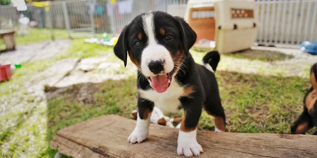 Informationen zu Hunden waren letztes Jahr auf der Tierstatistik-Plattform besonders beliebt. (Bild lid/ly)