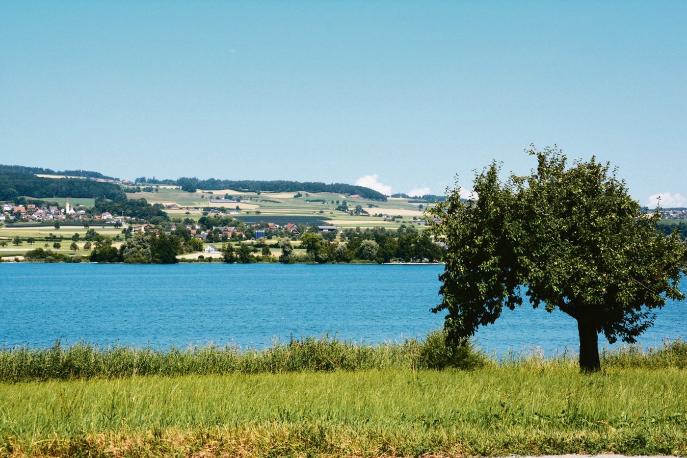 Die tierintensive Luzerner Landwirtschaft, vor allem um die Mittellandseen, kommt mit der Beschwerde weiter unter Druck. Das Bild zeigt den belasteten Baldeggersee. (Bild BauZ)