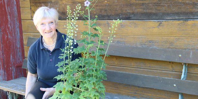 Vreni Brodbeck hat viele Talente und Hobbys. Eines davon sind ihre selbst gezogenen Topfpflanzen, die rund ums Haus üppig blühen. (Bild Benildis Bentolila)