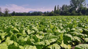 Der Tabakanbau ist i Der Tabakanbau ist in der Schweiz weiter rückläufig. Erntereife Blätter bei Patrick Egli in Geuensee LU.
