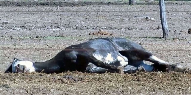 Kranke und verletzte Pferde werden ihrem Schicksal überlassen statt erlöst. (Bild Screenshot SRF)
