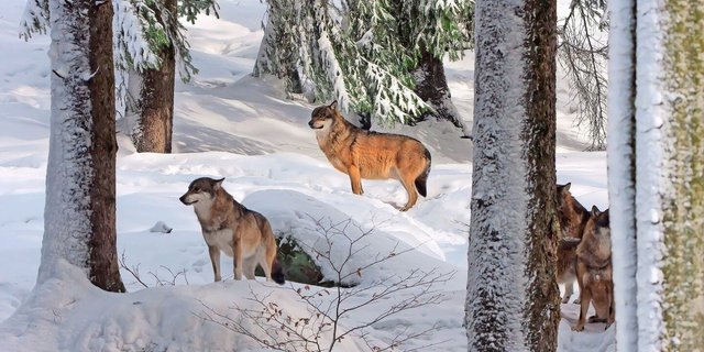 Die Kantone Waadt, Wallis, Tessin, Graubünden und St. Gallen wollen in diesem Winter Wolfsrudel mit präventiven Abschüssen regulieren.