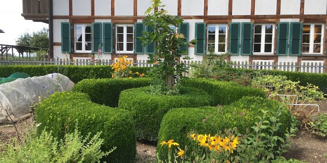 Hier wurde dem Buchsbaumzünsler zum Trotz hoher Buchs erhalten. (Bild jsc)