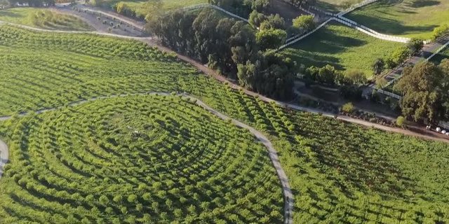 Um ihr alles andere als fruchtbare Pachtland brauchbar zu machen, haben  Molly und Chester tausende Obstbäume gepflanzt. (Bild Cineplex)