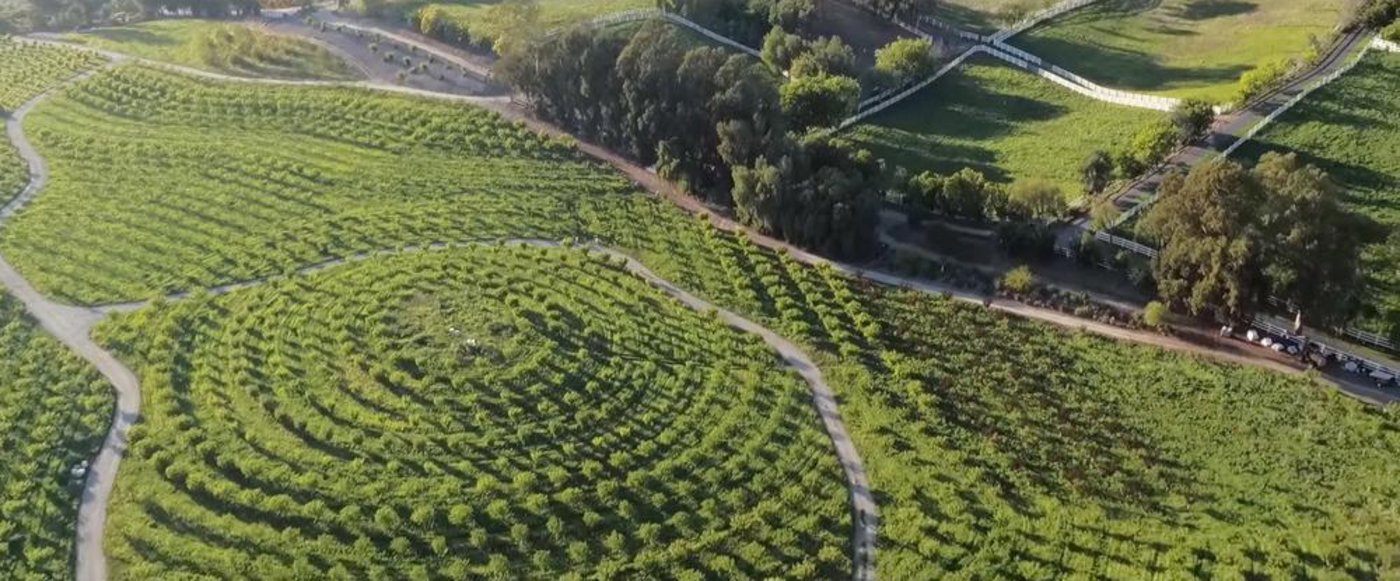 Um ihr alles andere als fruchtbare Pachtland brauchbar zu machen, haben  Molly und Chester tausende Obstbäume gepflanzt. (Bild Cineplex)
