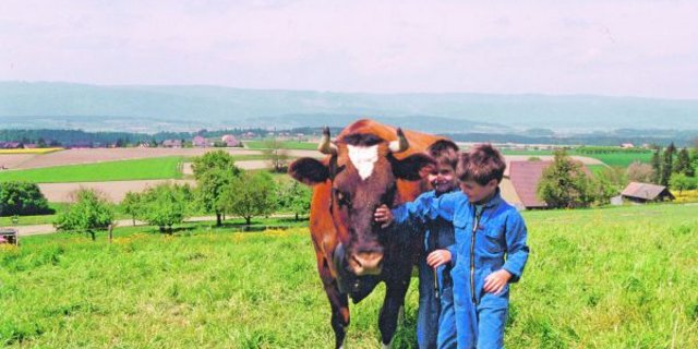 Wegen ein paar schwarzen Haaren am Kopf wurde die Red-Holstein-Kuh Trimbo Melissa in den 80er-Jahren aus dem Herdebuch ausgeschlossen. Trotzdem liebten die Grosskinder diese Kuh abgöttisch.