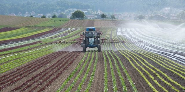 Seit den 70er-Jahren wird Chlorothalonil in der Landwirtschaft eingesetzt. Nun prüft der Bund ein Verbot des Pflanzenschutzmittels. (Symbolbild lid/ep)