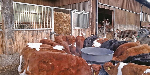 Der Andrang ist gross, wenn Selina Eberhard mit der Milkbar zu den Kälbern kommt.